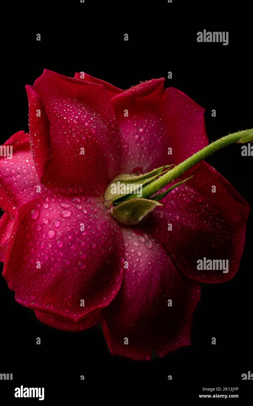 close-up of red rose with water drops, isolated on black background, abstract or wallpaper Stock Photo