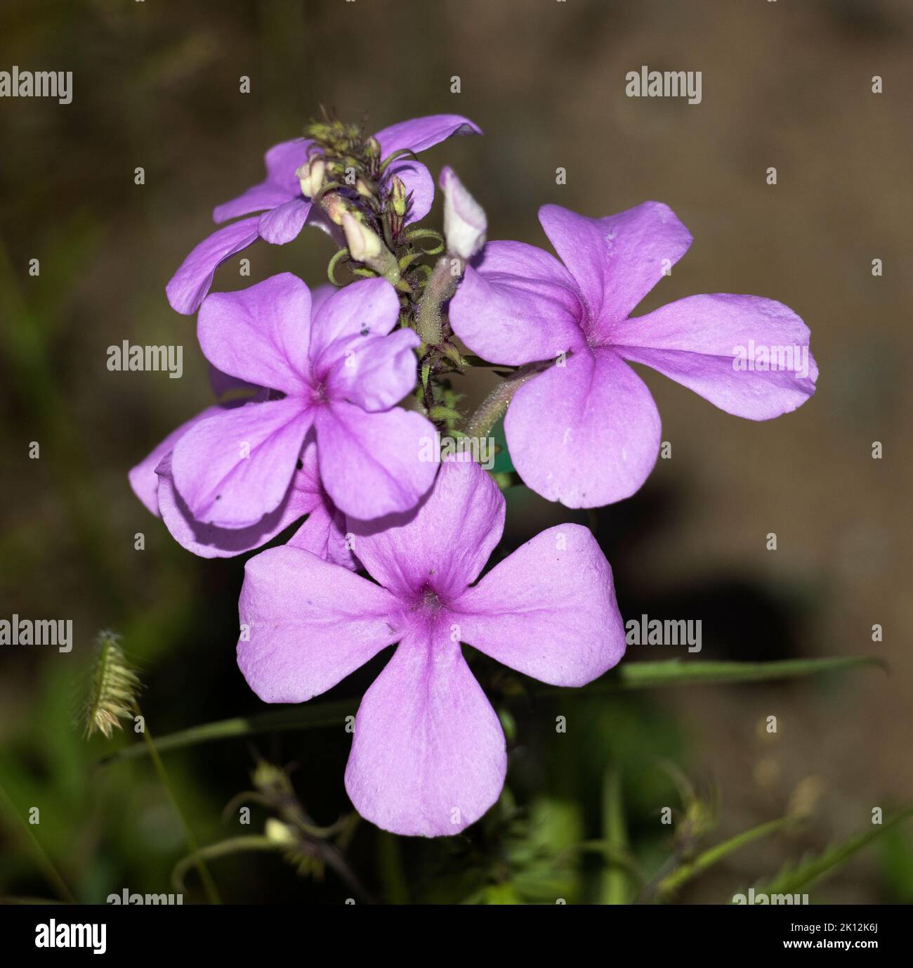 The delicate colours of the Pink Ink Plant flowers are a feature of the grassland savannas during the rains. This plant is hemiparasitic Stock Photo