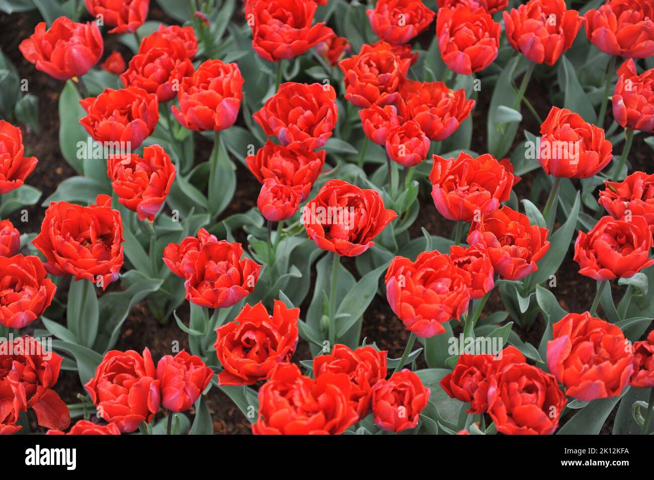 Peony-flowered Double Late tulips (Tulipa) Red Princess bloom in a garden in April Stock Photo