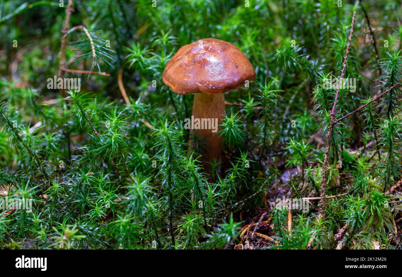 Chestnut mushroom on moss in the forest Stock Photo