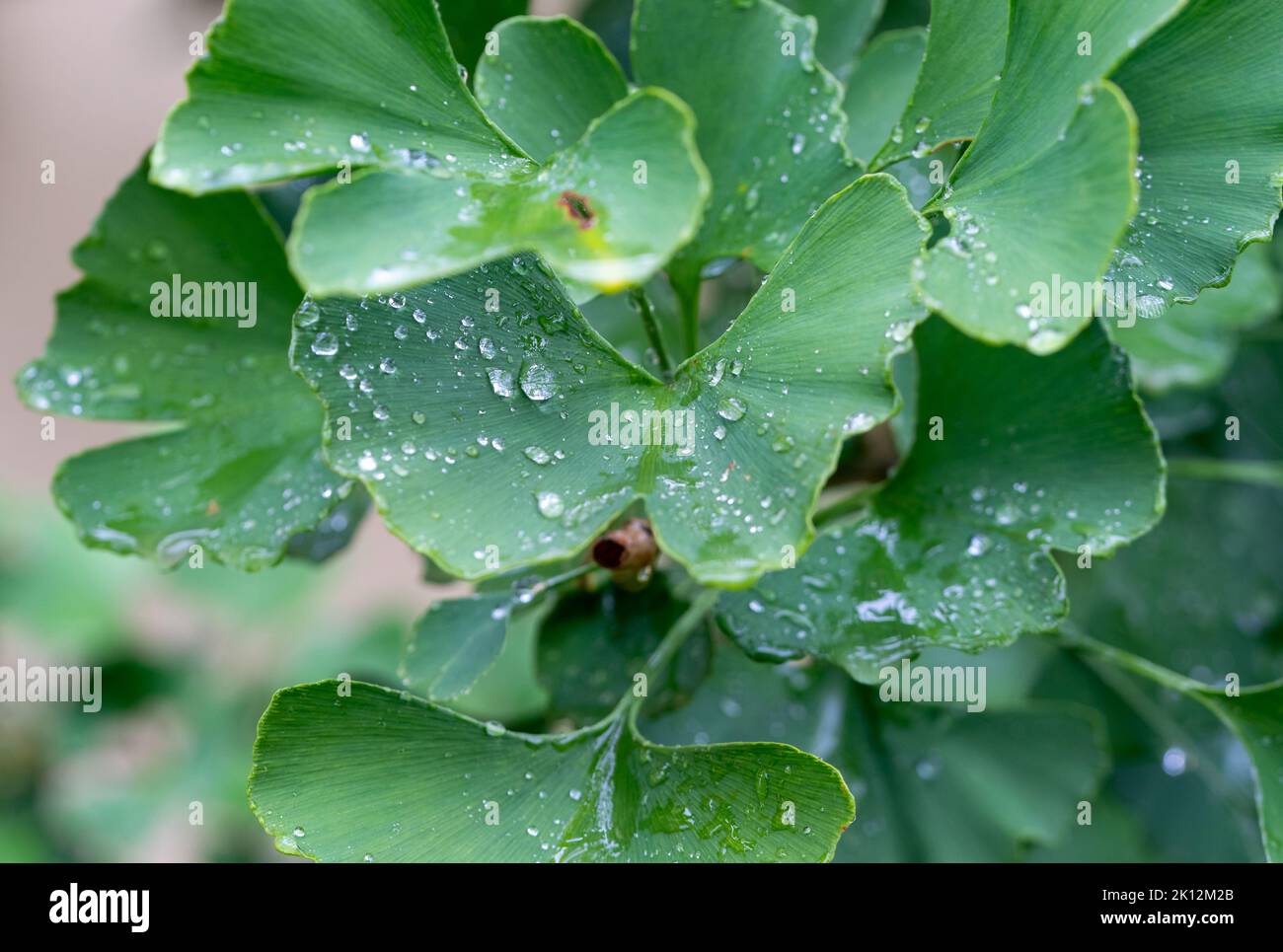 green ginkgo leaves with raindrops Stock Photo