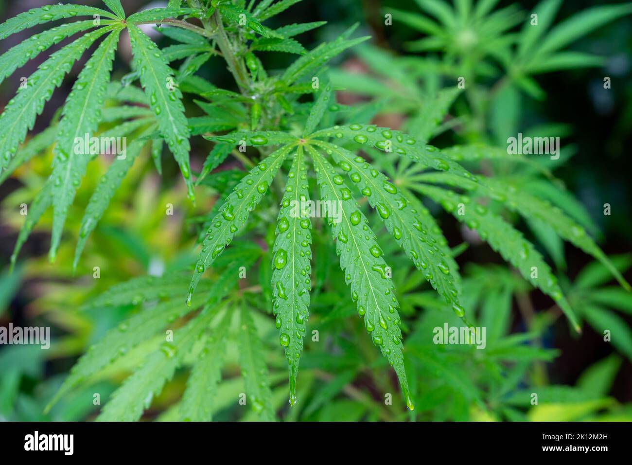 green cannabis plant with raindrops Stock Photo