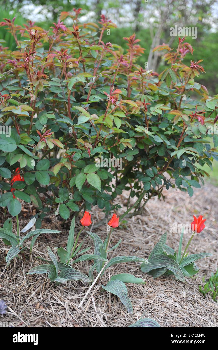 Greigii tulips (Tulipa) Red Riding Hood bloom under The Alexander Rose in a garden in April Stock Photo