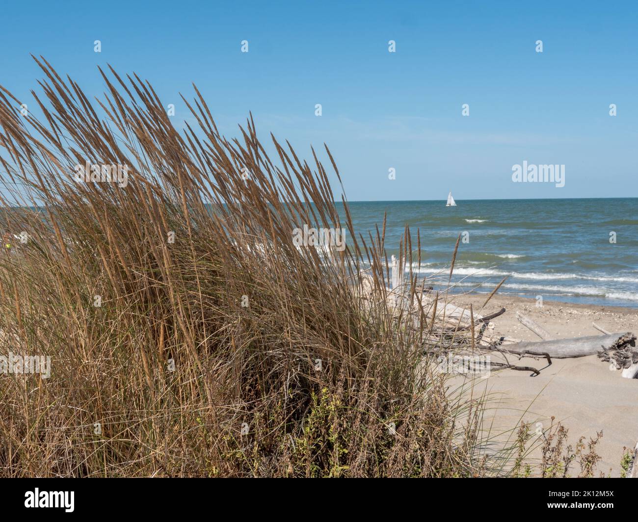 Adriatic sea with dune grass on the natural beach Stock Photo