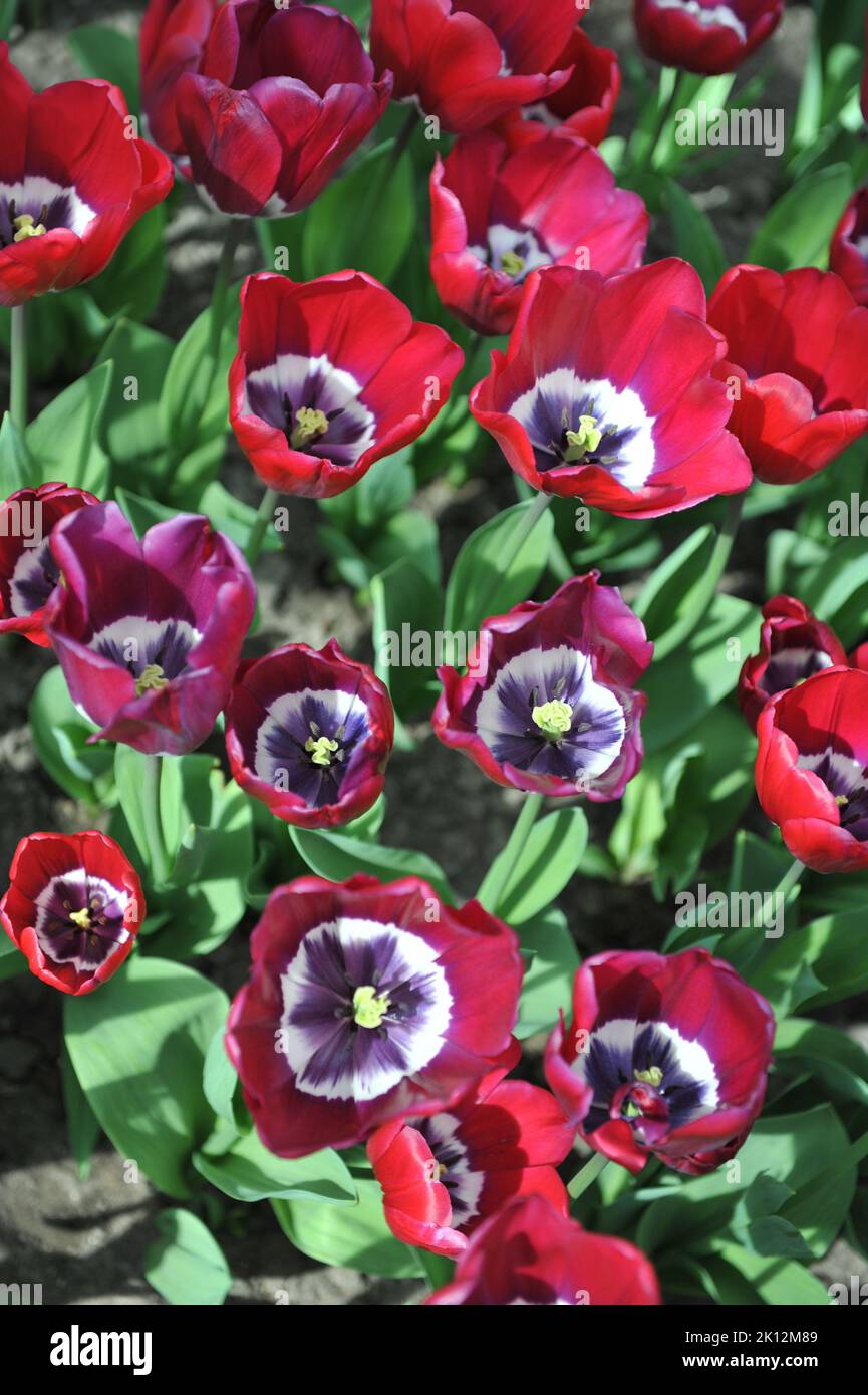 Triumph tulips (Tulipa) Red Rock bloom in a garden in April Stock Photo