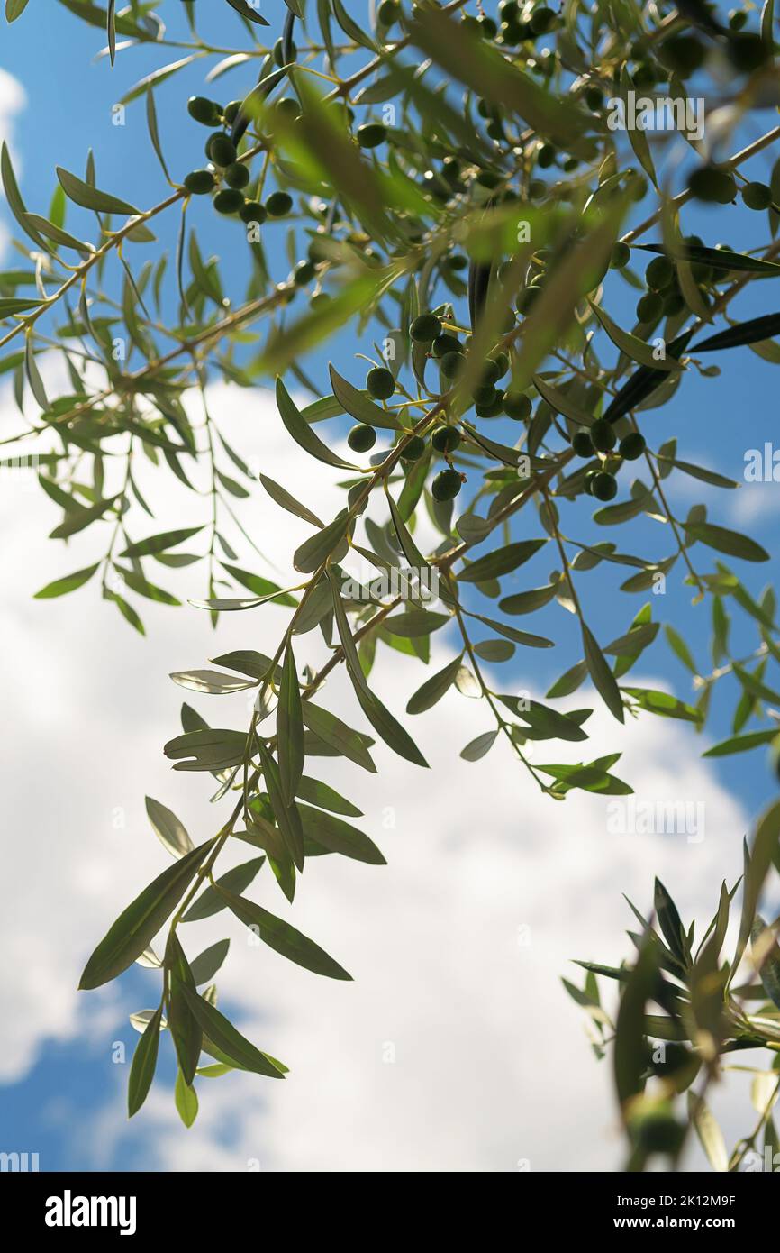 Olive branches with green olives and sky in background. Agriculture, botany, healthy food and peace concepts Stock Photo