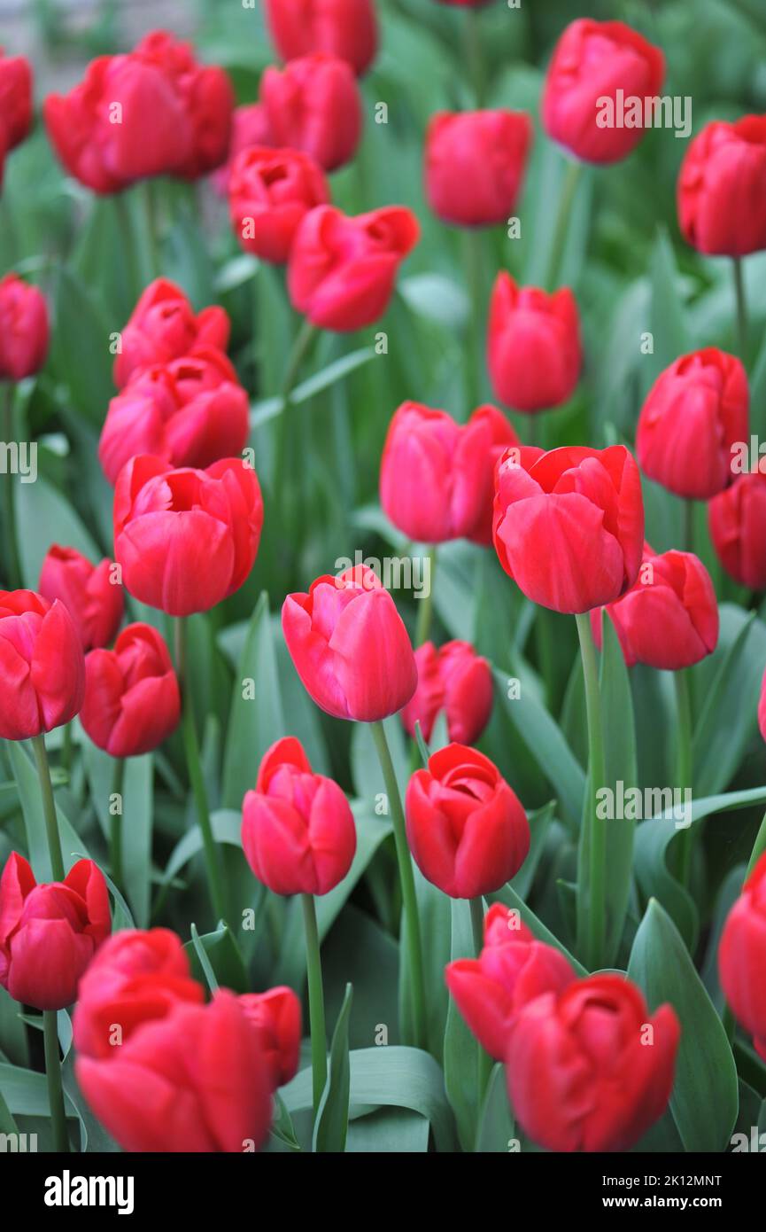 Red Triumph tulips (Tulipa) Reflex bloom in a garden in March Stock Photo