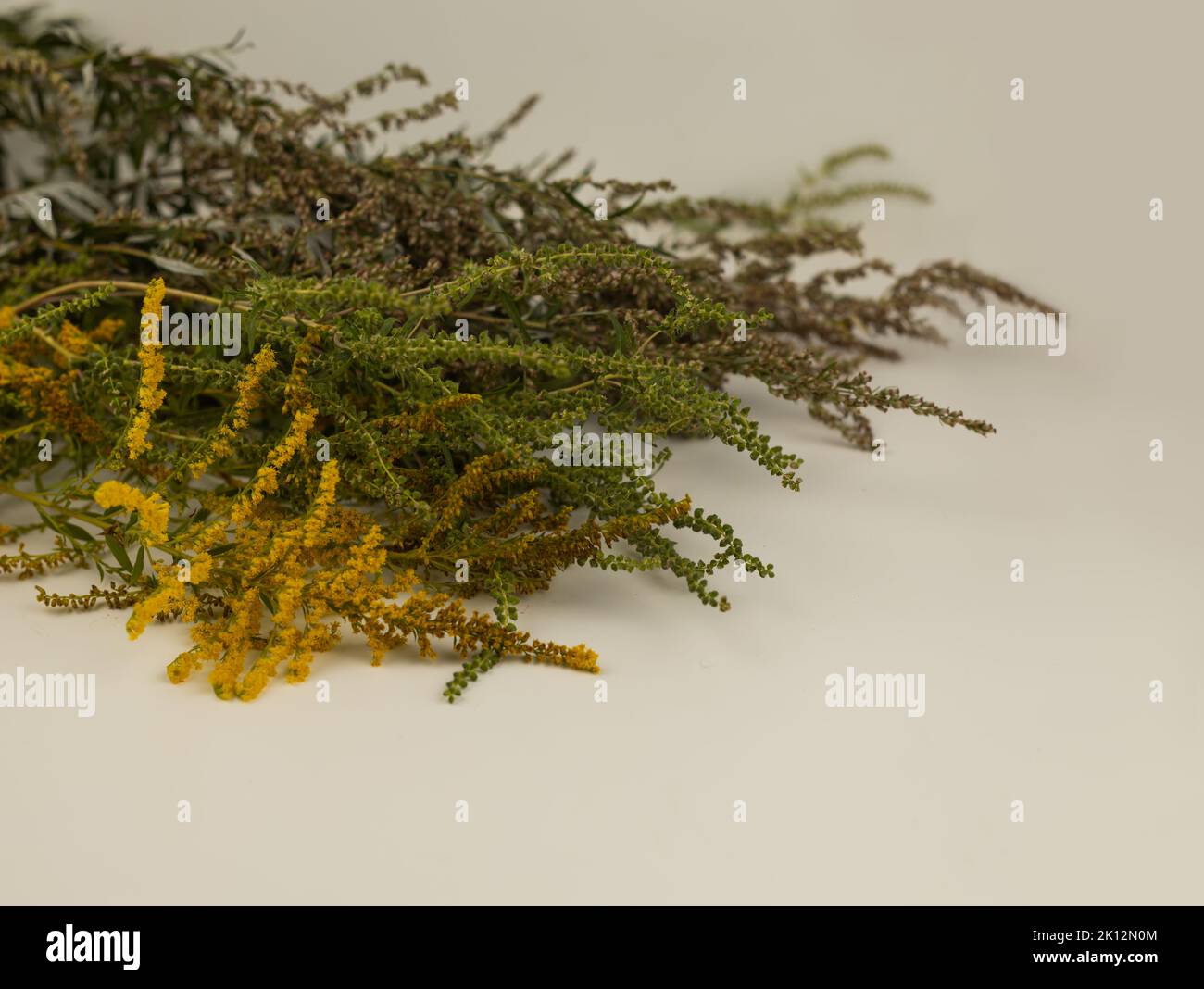 Bunch of ragweed, goldenrod and wormwood flowers. Blooming Ambrosia artemisiifolia is a dangerous allergenic plants, weed bushes pollen causes allergi Stock Photo