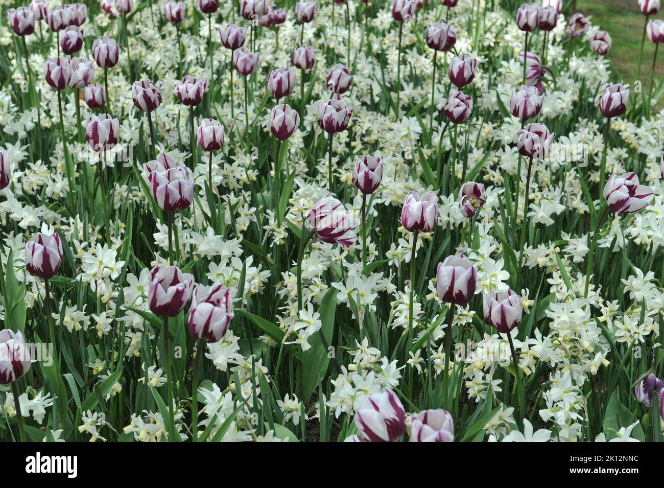 White and purple Triumph tulips (Tulipa) Rems Favourite bloom in a garden in April together with white daffodils (Narcissus) Stock Photo