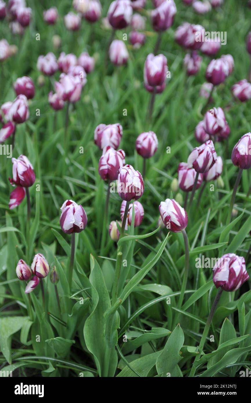 White and purple Triumph tulips (Tulipa) Rems Favourite bloom in a garden in April Stock Photo