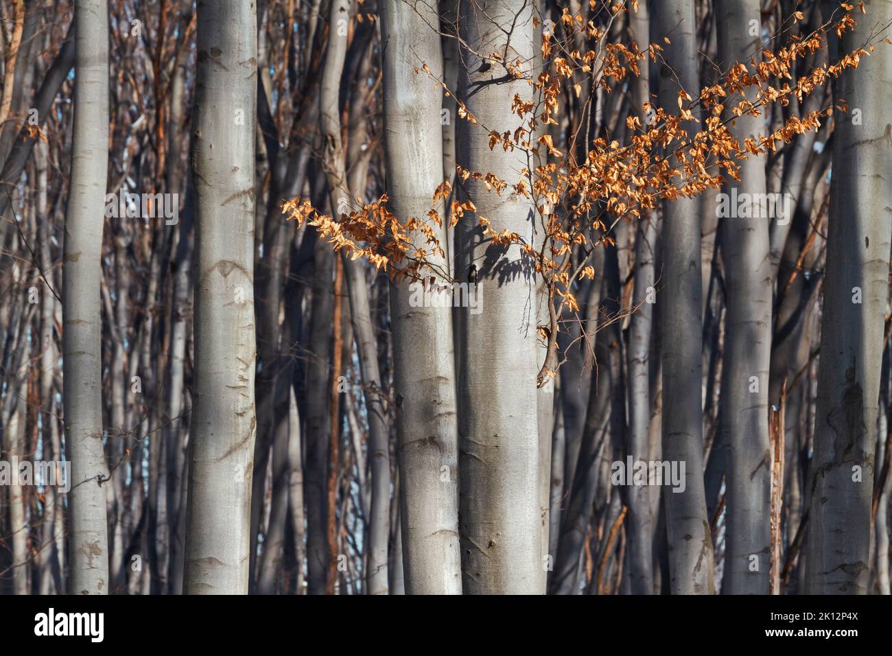 Autumn tree trunks, minimalism in nature Stock Photo