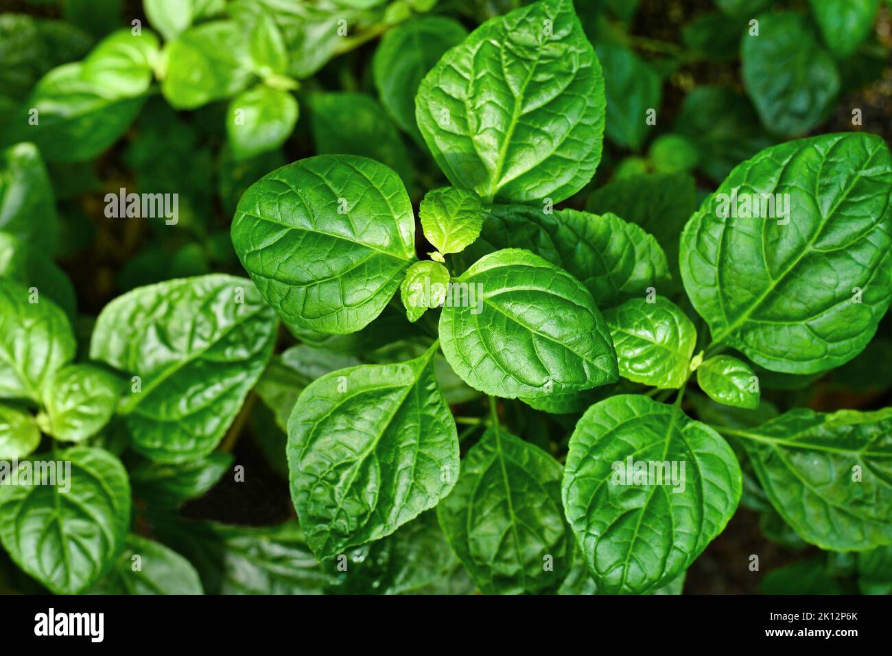 Top view of tropical 'Pogostemon Cablin' Patchouli plant, commonly used in perfumes Stock Photo