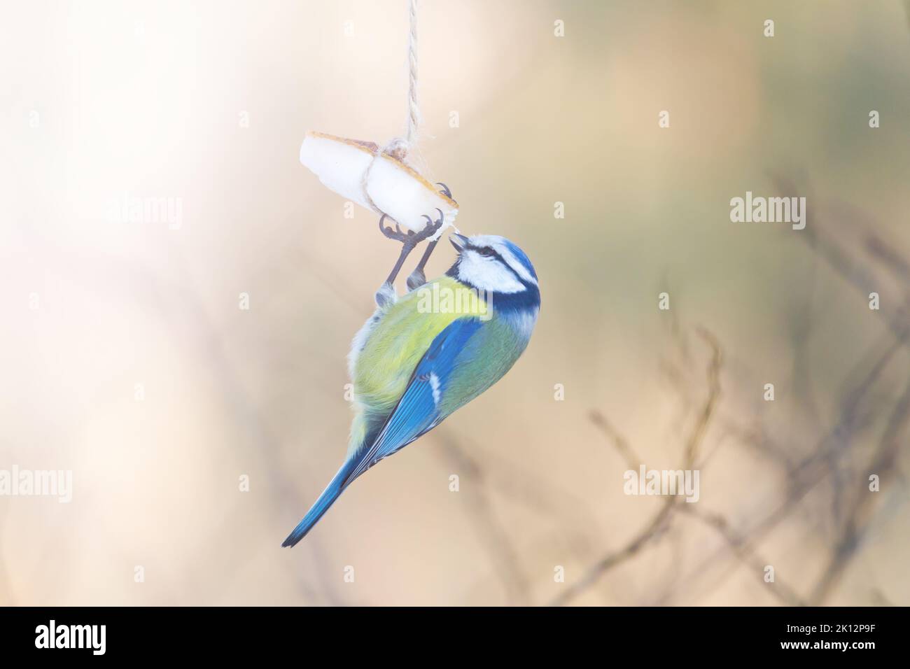 Blue tit eats fat on a winter feeder Stock Photo