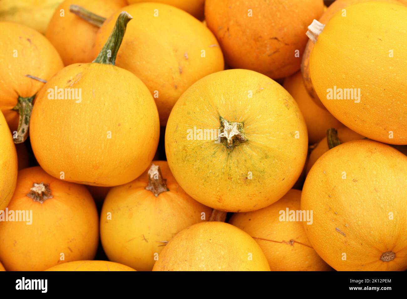 Spaghetti squash with yellow skin on pile Stock Photo