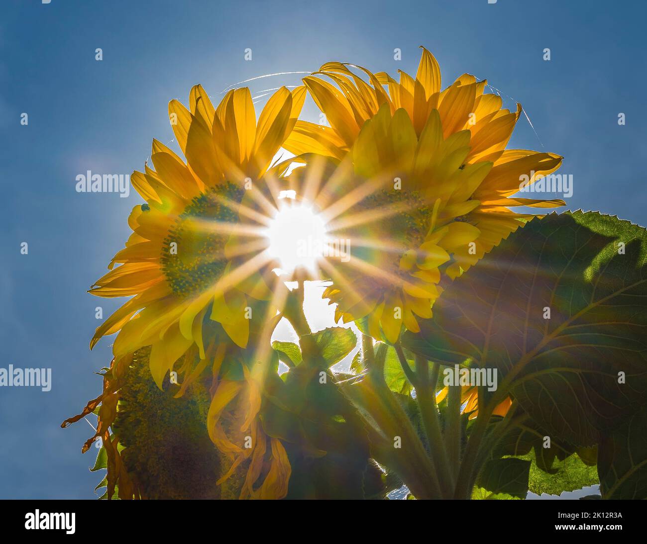 Kidderminster, UK. 14th July, 2022. UK weather: during the current heatwave, flowers struggle to maintain their beauty as temperatures have been constantly high for many weeks. Rainfall has been non-existent. There is a shining sunburst through a bunch of sunflower heads which are already starting to wilt with the current heatwave weather conditions. Credit: Lee Hudson Stock Photo