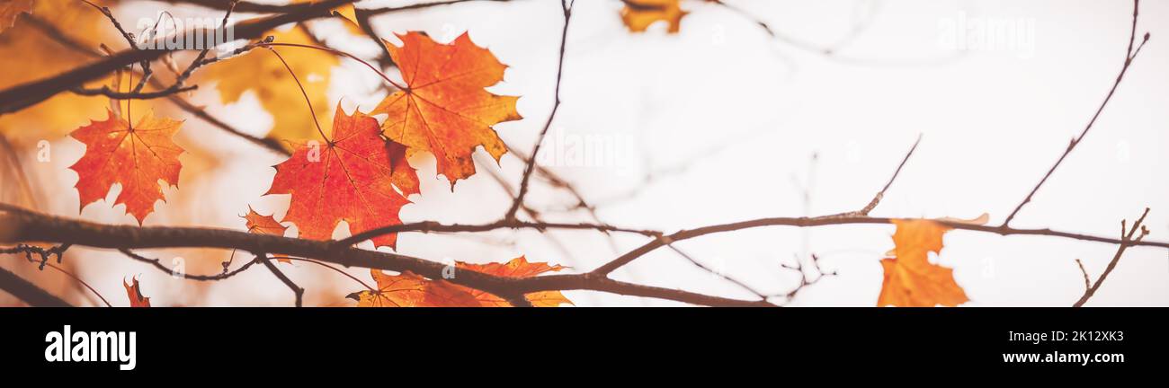 Panoramic view of the maple's branches in nature in autumn Stock Photo