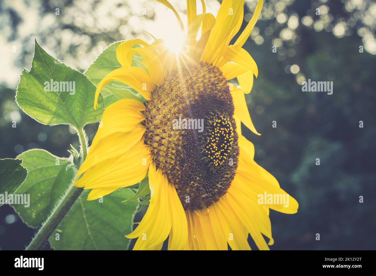 Sunburst through a sunflower with a vintage effect. Stock Photo