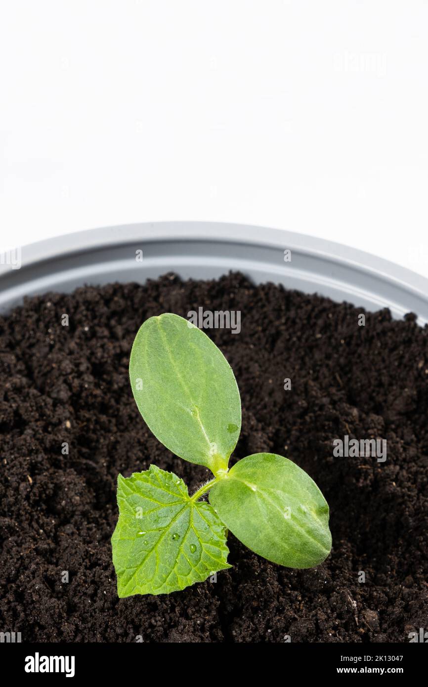 Growing cucumbers from seeds. Step 6 Planting in a large pot Stock
