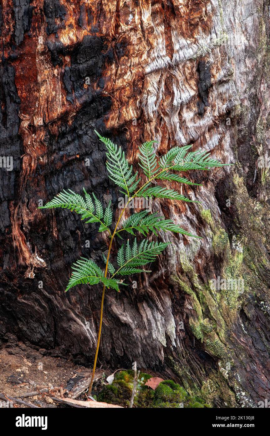 Lake St Clair Australia, alpine coral-fern growing at the base of a tree Stock Photo