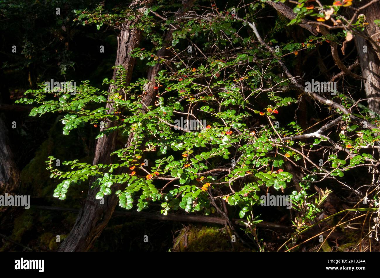 Lake St Clair Australia, branch of a nothofagus cunninghamii, or myrtle beech in forest Stock Photo