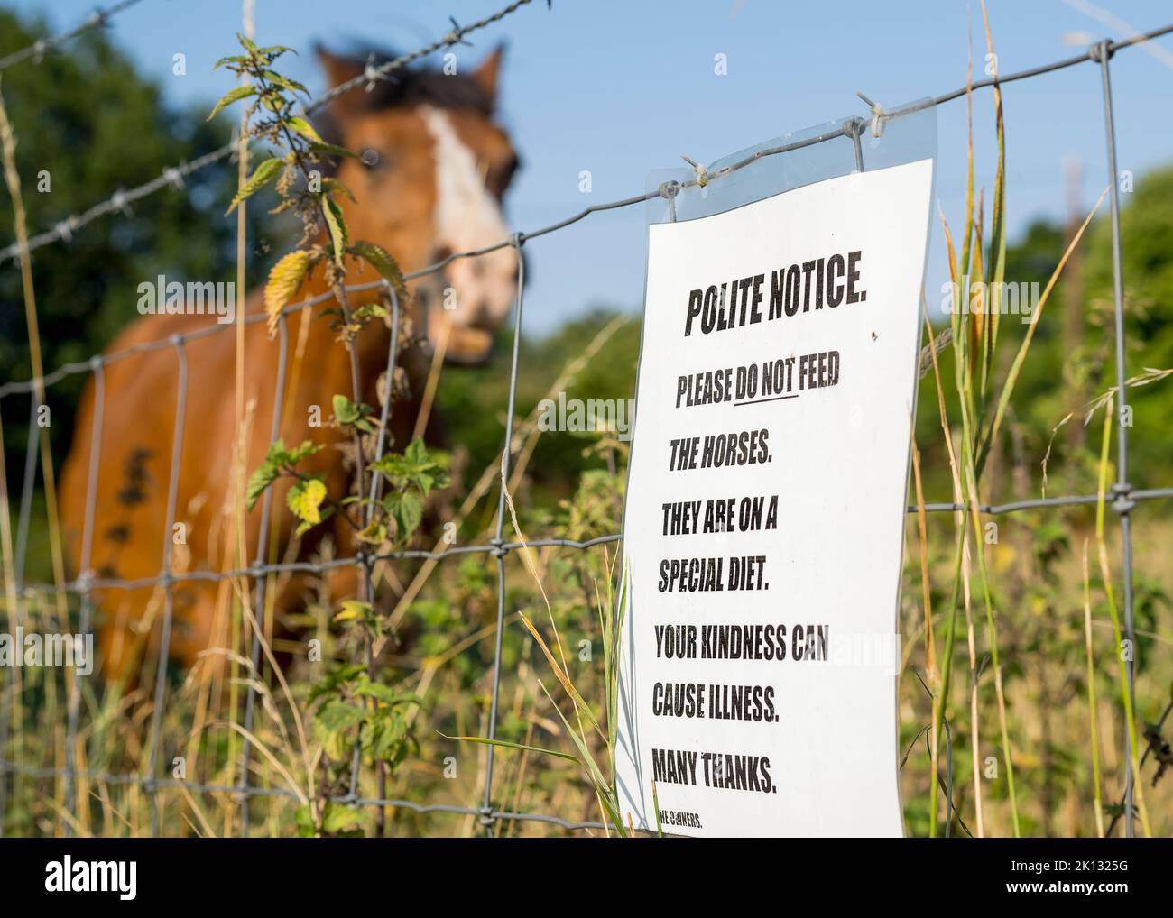 Polite notice sign, do not feed the horses placed on a wire fence outside a paddock area where you can see a horse. Stock Photo