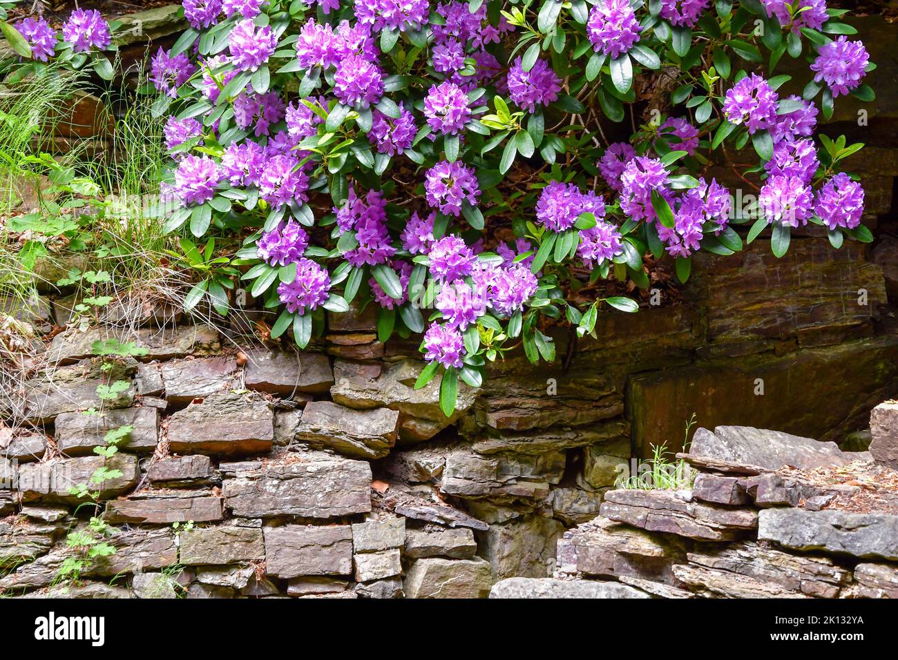 Purple flowers in nature in summer season Stock Photo - Alamy