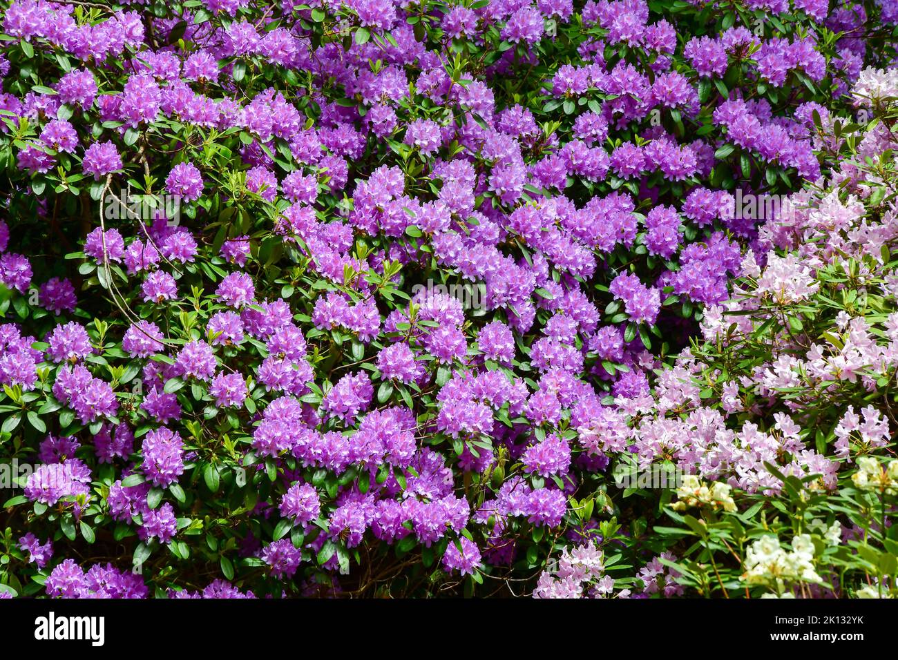 Purple flowers in nature in summer season Stock Photo - Alamy