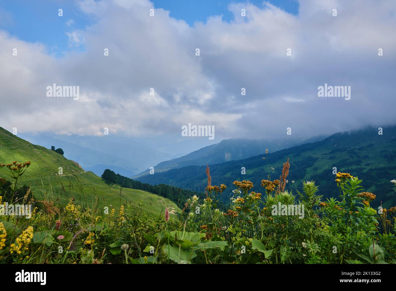 Green hills under a cloudy sky, bright flowers in the foreground. Summer mountain landscape. Stock Photo
