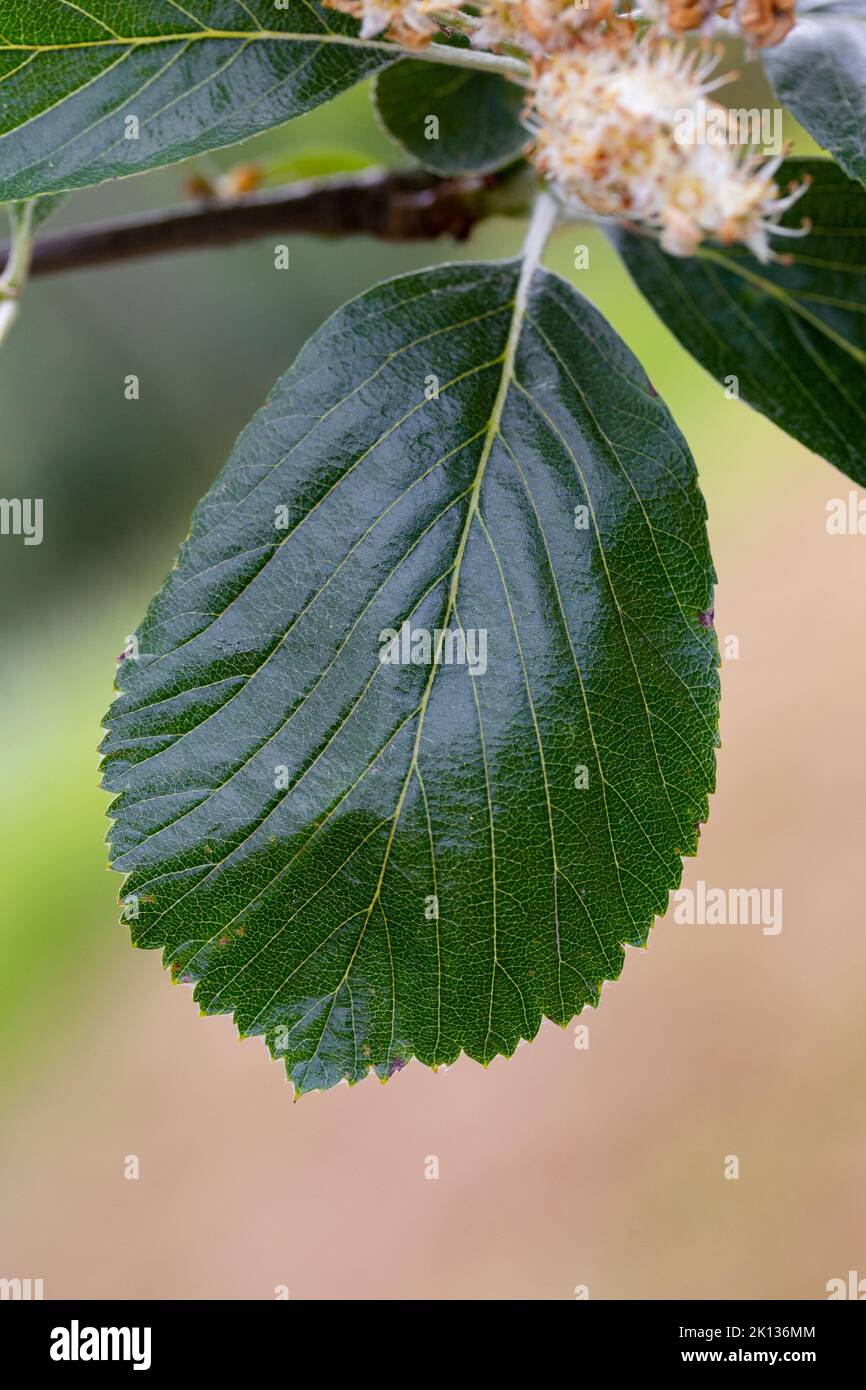 Sorbus rupicola leaf Stock Photo