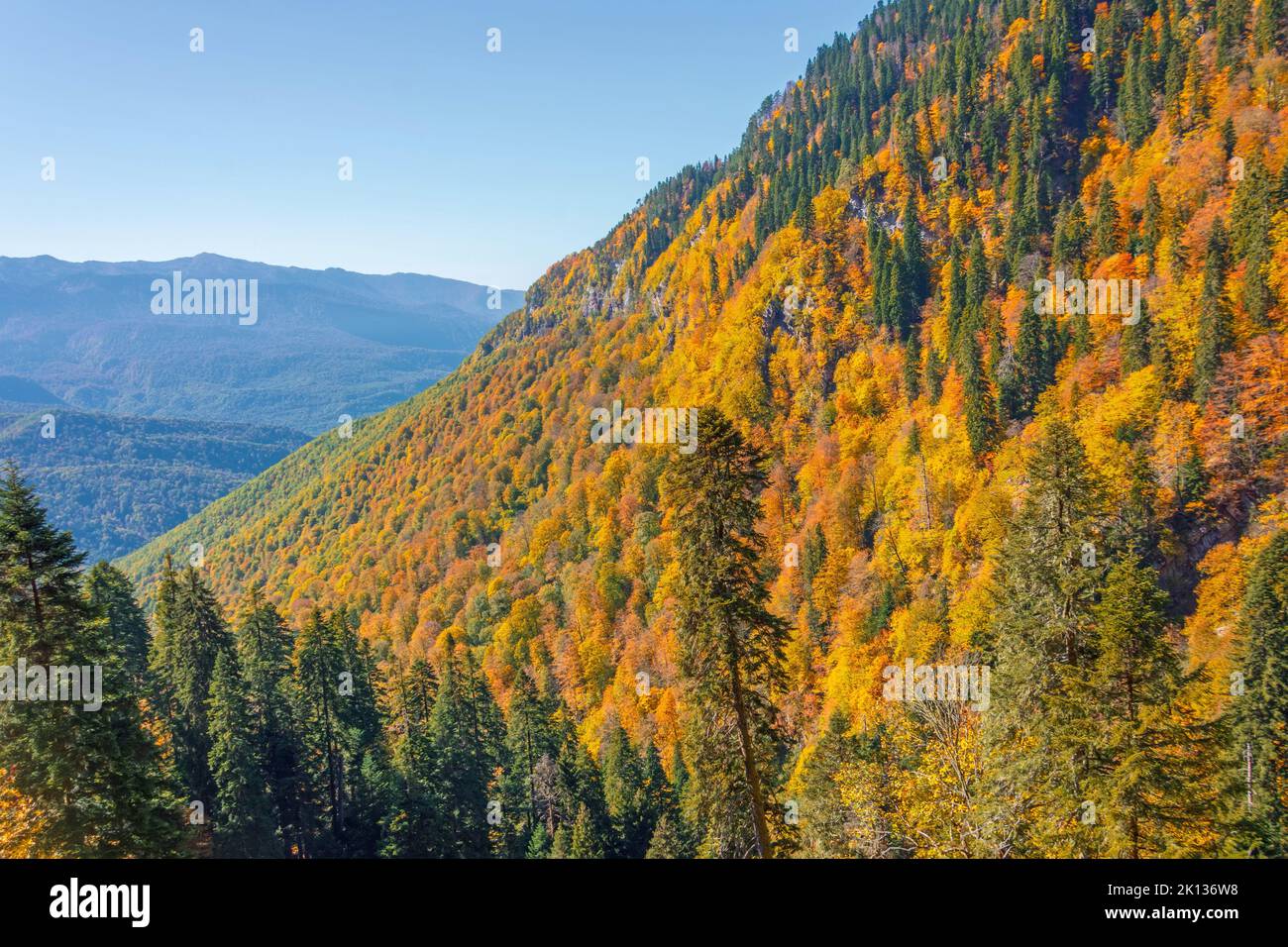 Steep mountain slope and rocky cliffs. Amazing autumn colors of deciduous trees with green conifers in mountain gorges Stock Photo