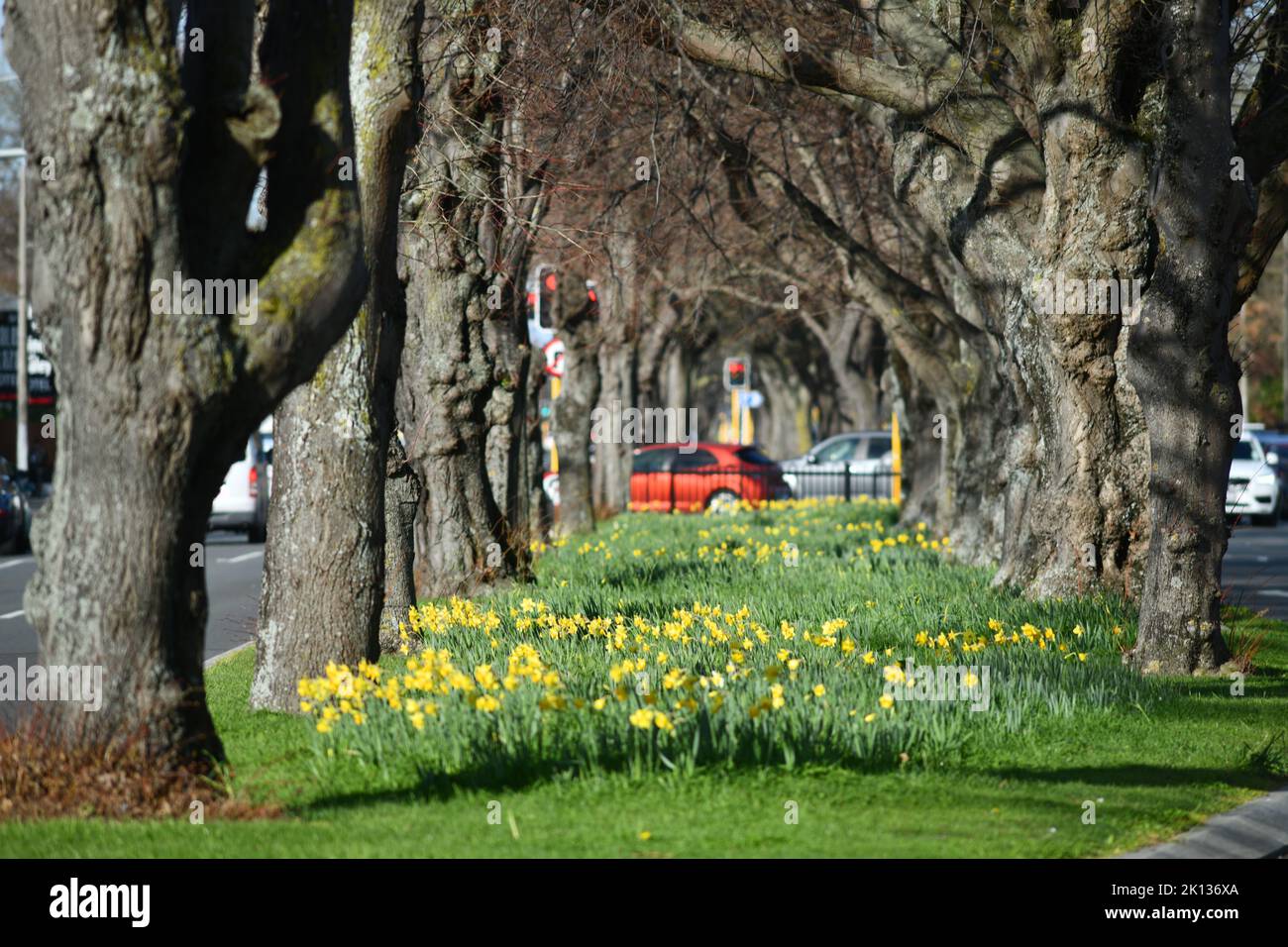 Daffodils adorn the median strip in Bealey Avenue in Christchurch, New