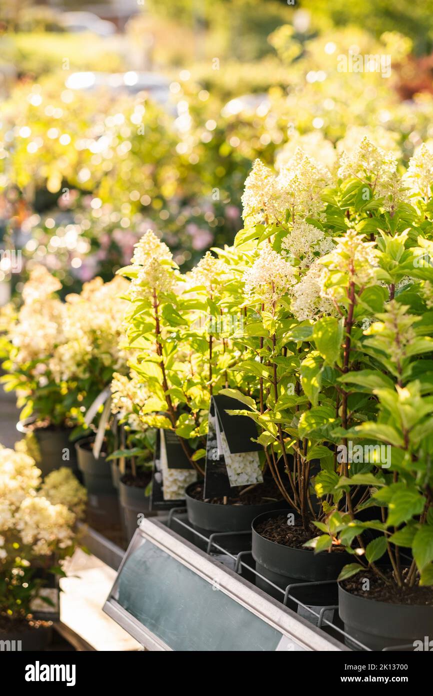 hydrangea flowers in garden center Stock Photo