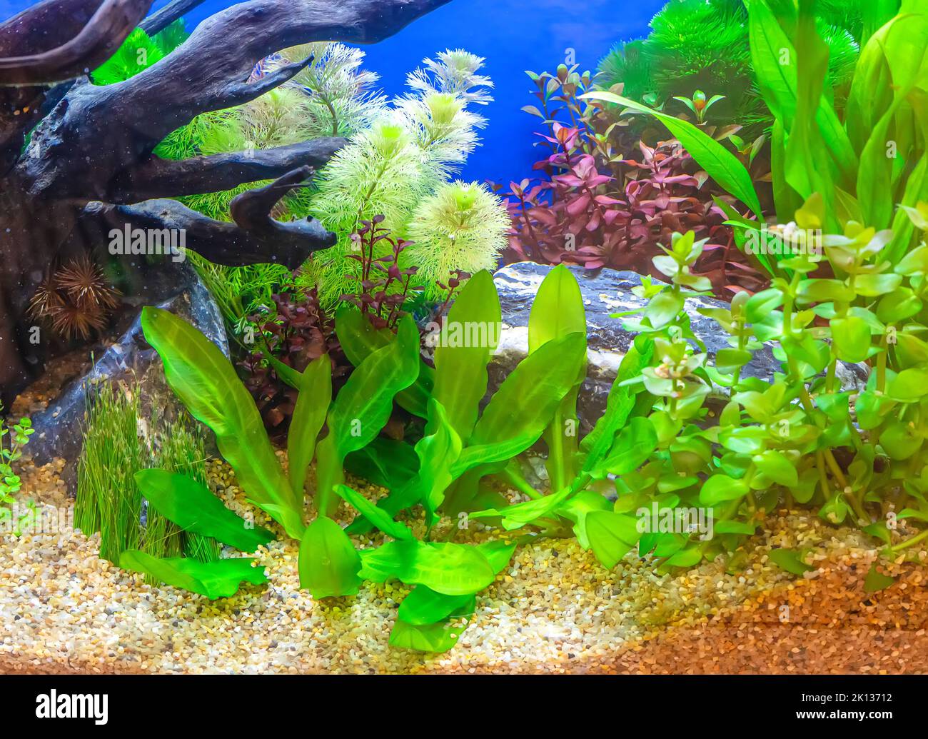 Underwater landscape nature forest style aquarium tank with a variety of  aquatic plants, stones and herb decorations Stock Photo - Alamy
