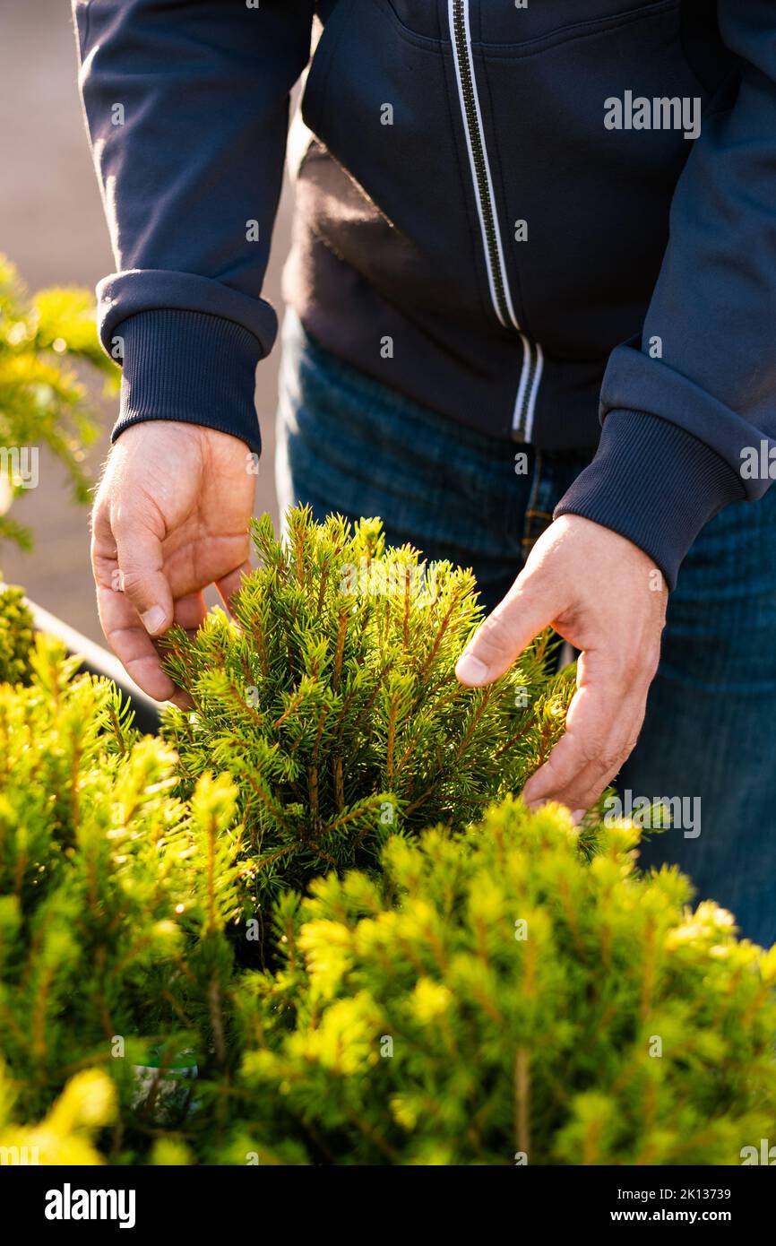 man gardener shopping in garden center, buying Dwarf Conifer plants in pot Stock Photo