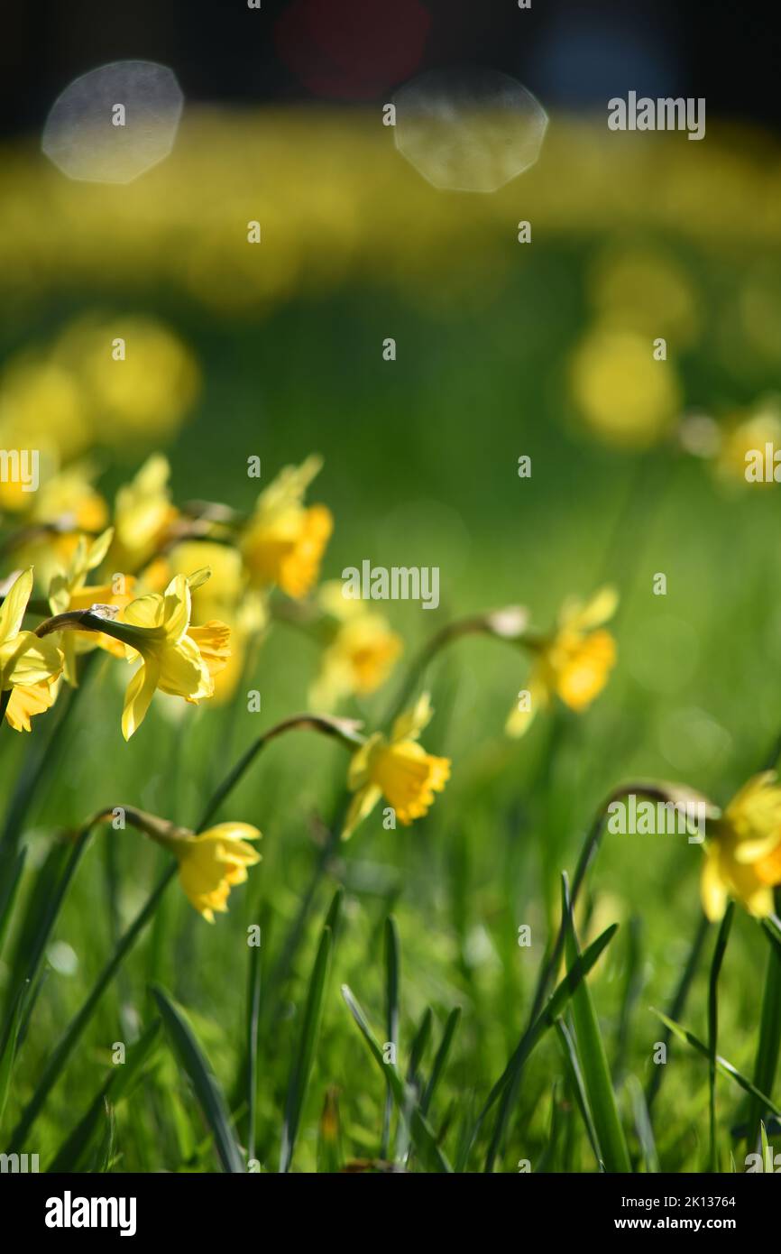 Daffodils adorn the median strip in Bealey Avenue in Christchurch, New Zealand Stock Photo
