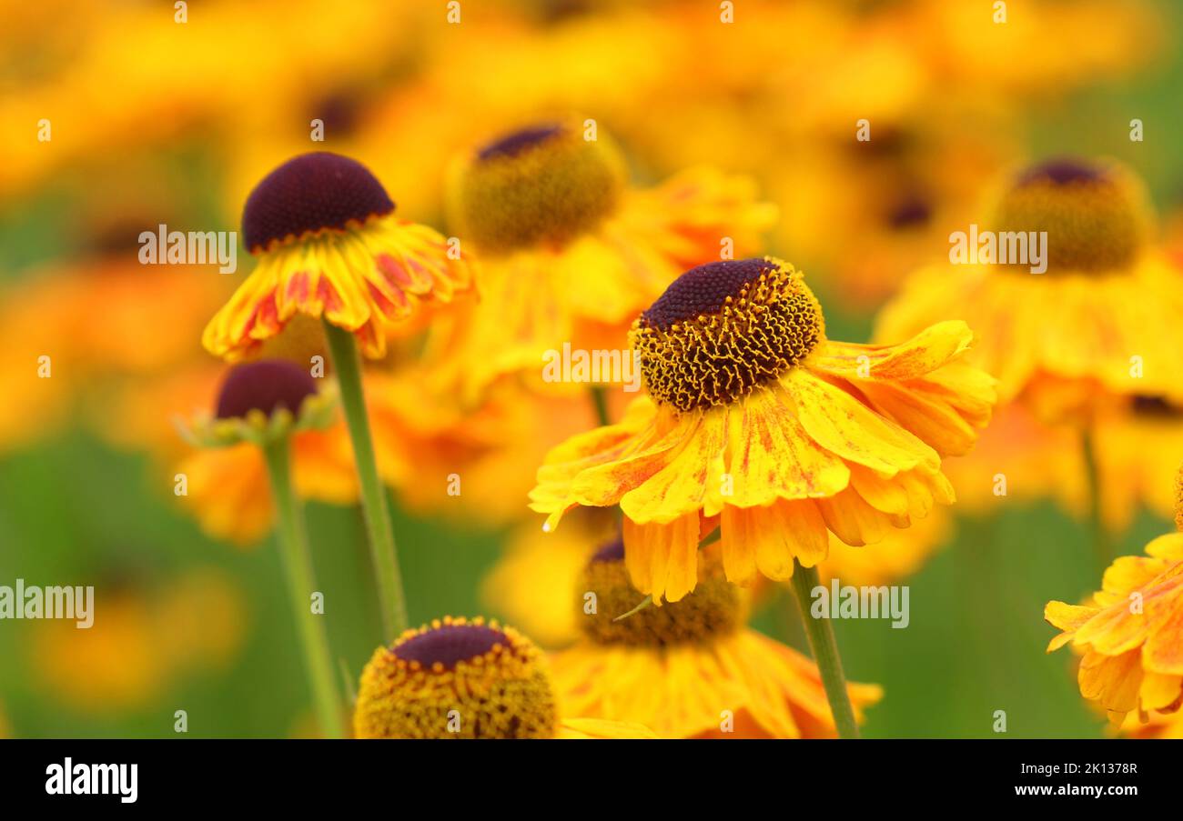 Close up of Helenium Wyndley flowers Stock Photo