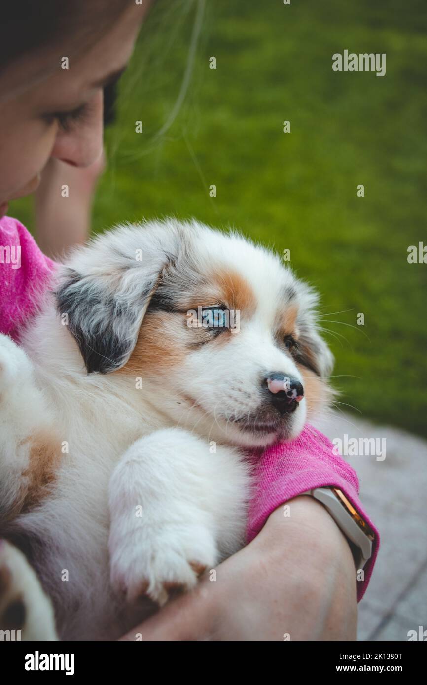 Lady in a pink sweatshirt holding a smiling Australian Shepherd puppy. Love and relationship between female dog and female. Magic blue eyes of a dog p Stock Photo