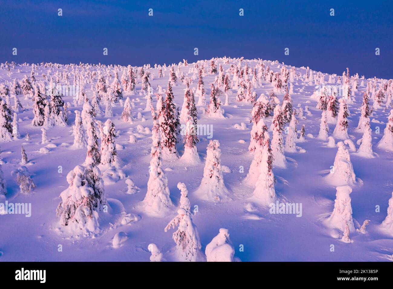 Ice sculptures in the Arctic forest covered with snow at dawn, Riisitunturi National Park, Lapland, Finland, Europe Stock Photo