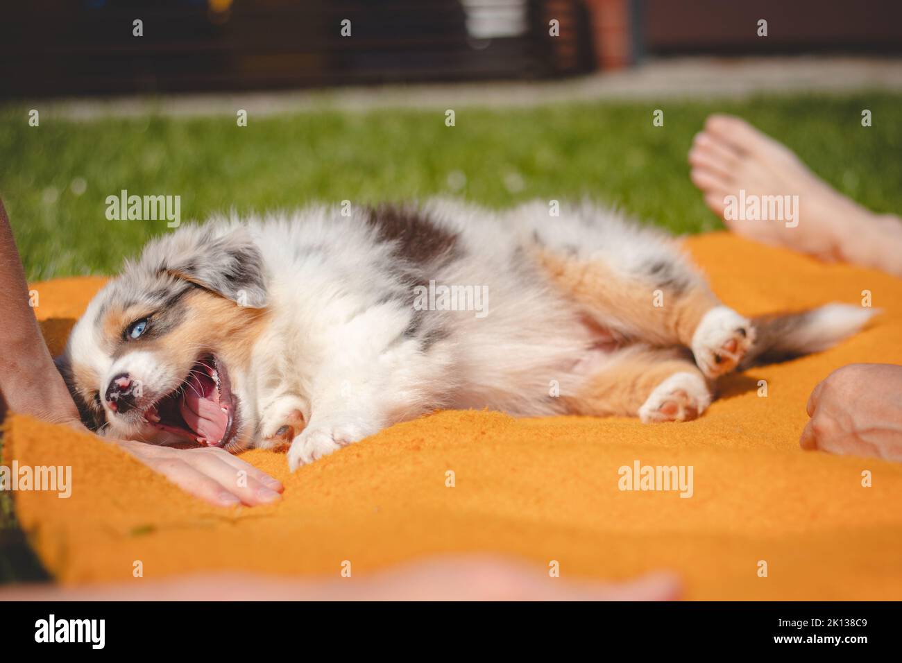 Australian Shepherd puppy lies down in an orange blanket and teases his owner. Playing with human's fingers. Playing with a small blue merle dog. Biti Stock Photo