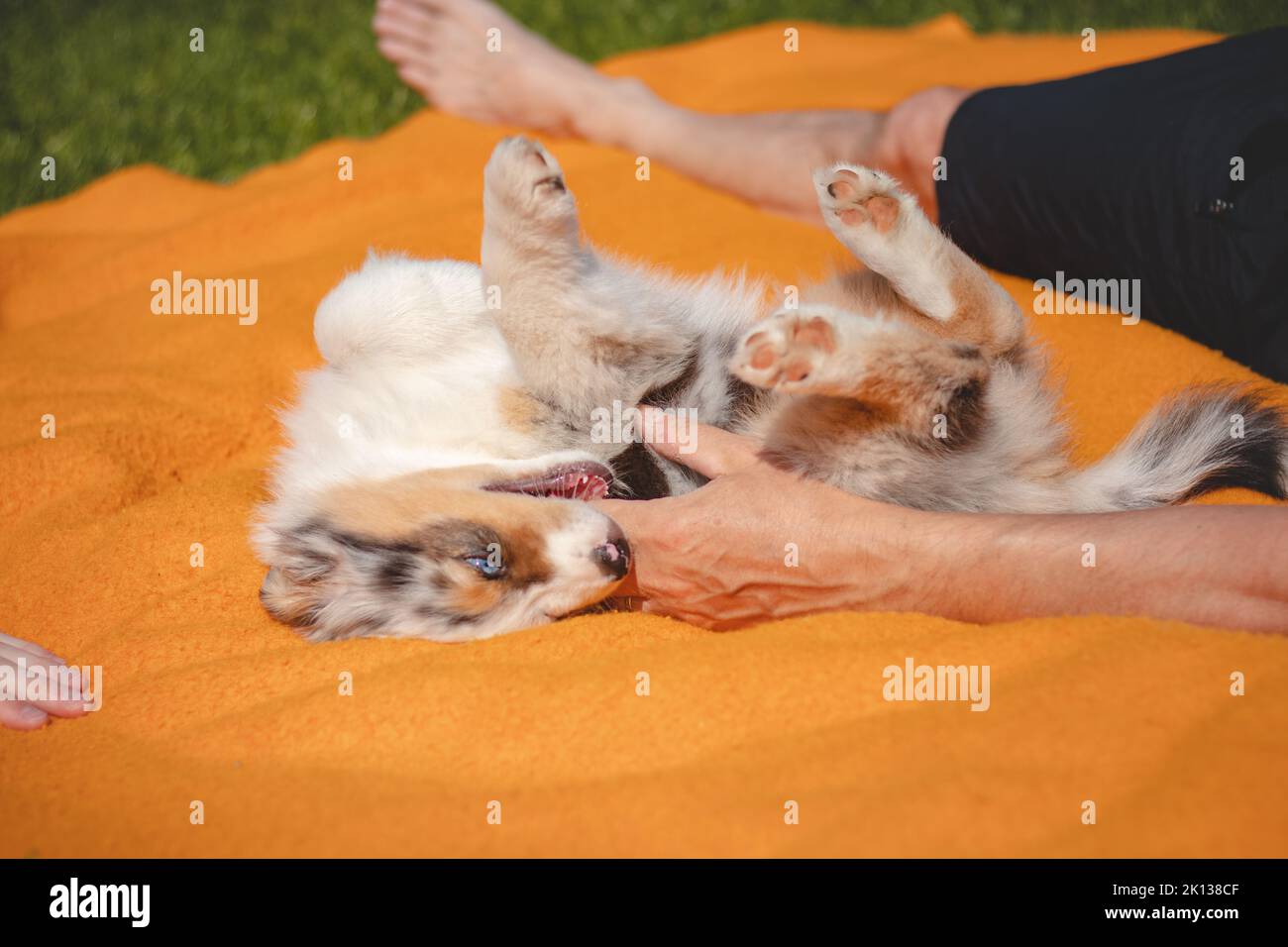 Australian Shepherd puppy lies down in an orange blanket and teases his owner. Playing with human's fingers. Playing with a small blue merle dog. Biti Stock Photo