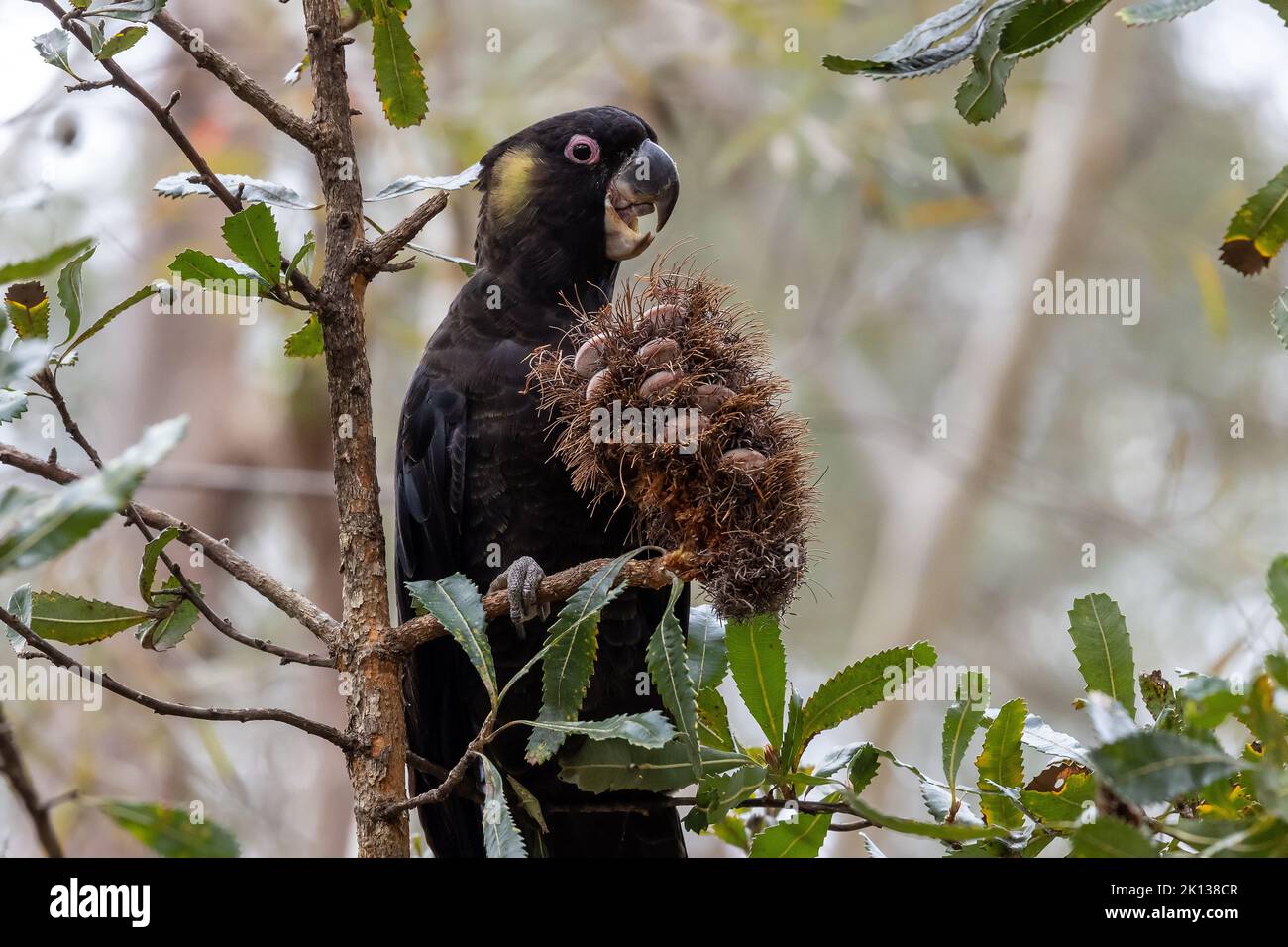 Yellow-tailed Black Cockatoo feeding on Saw Banksia cone Stock Photo