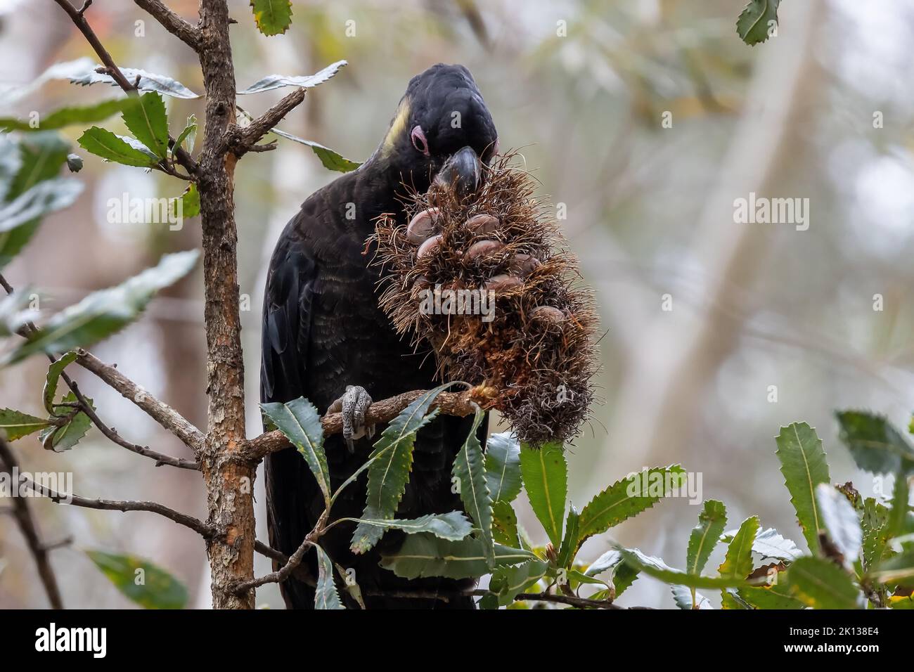 Yellow-tailed Black Cockatoo feeding on Saw Banksia cone Stock Photo