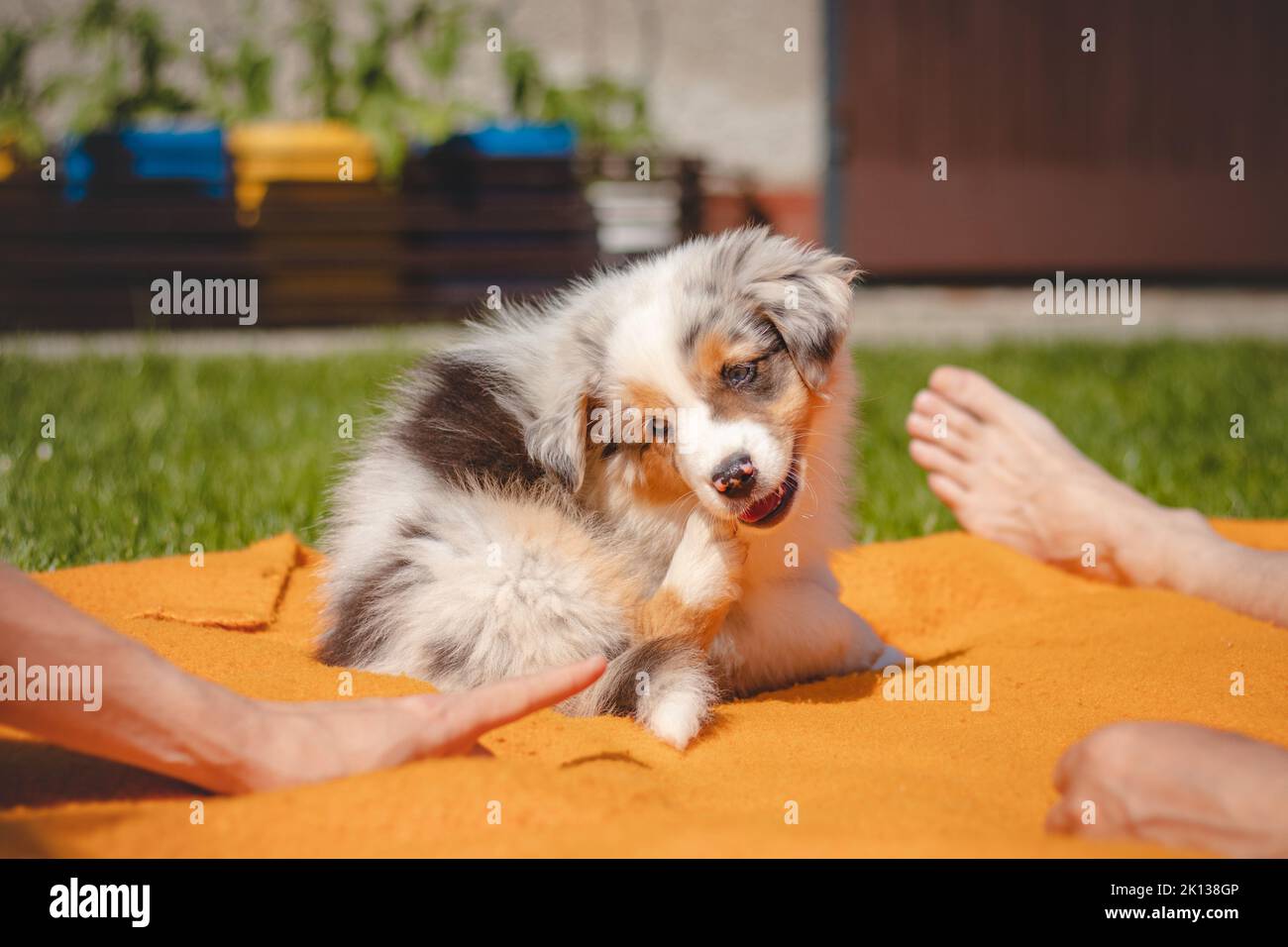 Australian Shepherd puppy lies down in an orange blanket and teases his owner. Playing with human's fingers. Playing with a small blue merle dog. Stock Photo