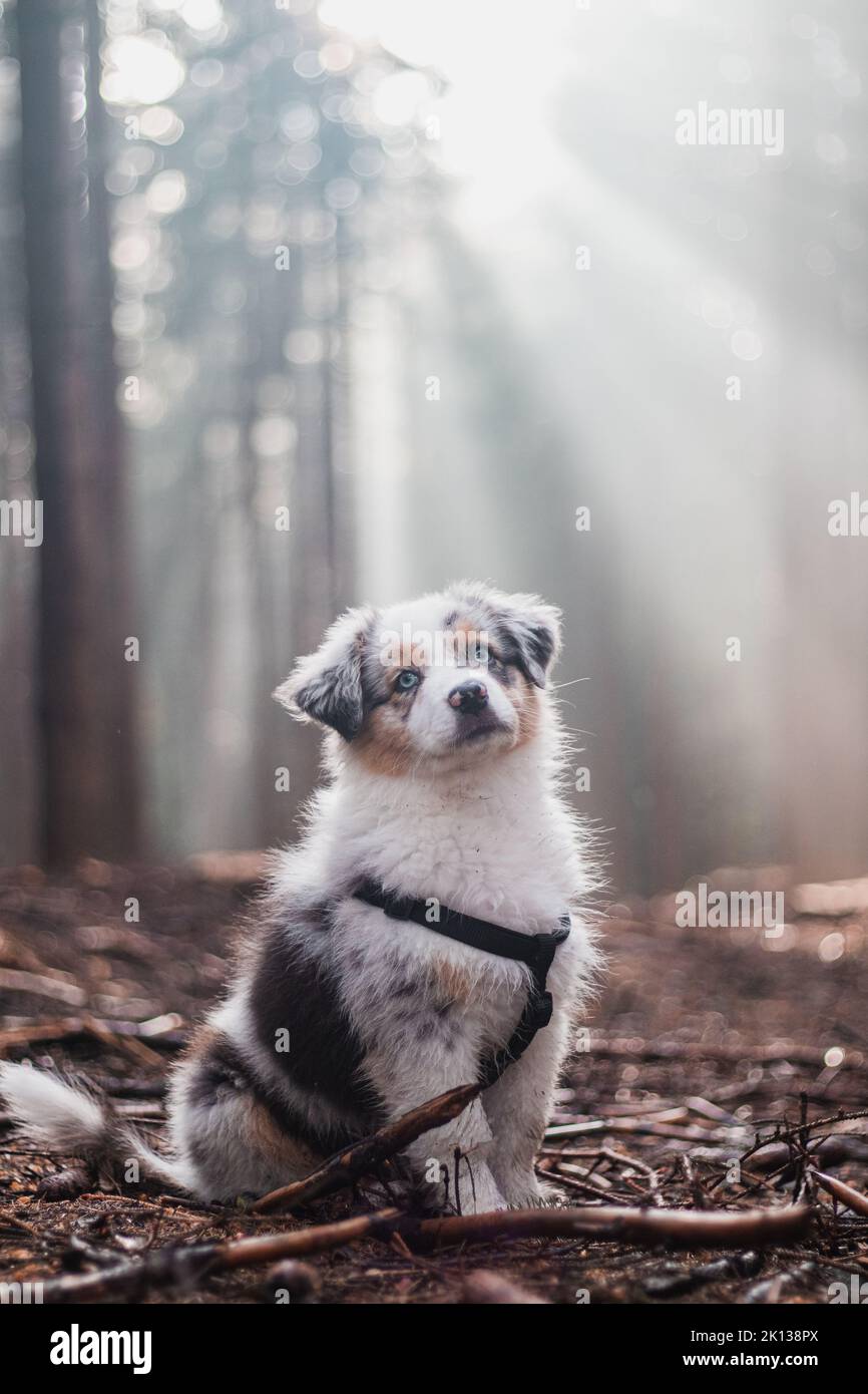 small female Australian Shepherd puppy in colour blue merle sits on a forest path in the middle of the woods, the sunlight shining through the morning Stock Photo