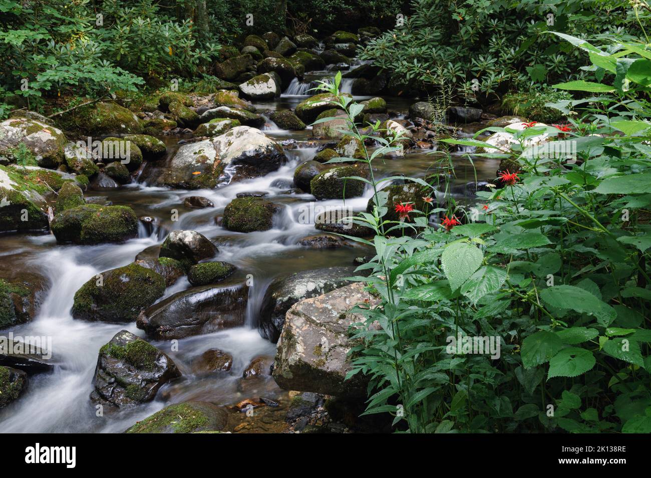 A calming mountain stream flows through dense summer forest, Blue Ridge Mountains, Appalachian Mountains Stock Photo