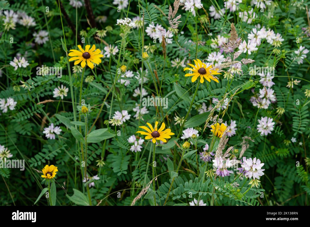 Wildflowers in a mountain meadow along the Appalachian Trail, Blue Ridge Mountains, North Carolina, United States of America, North America Stock Photo