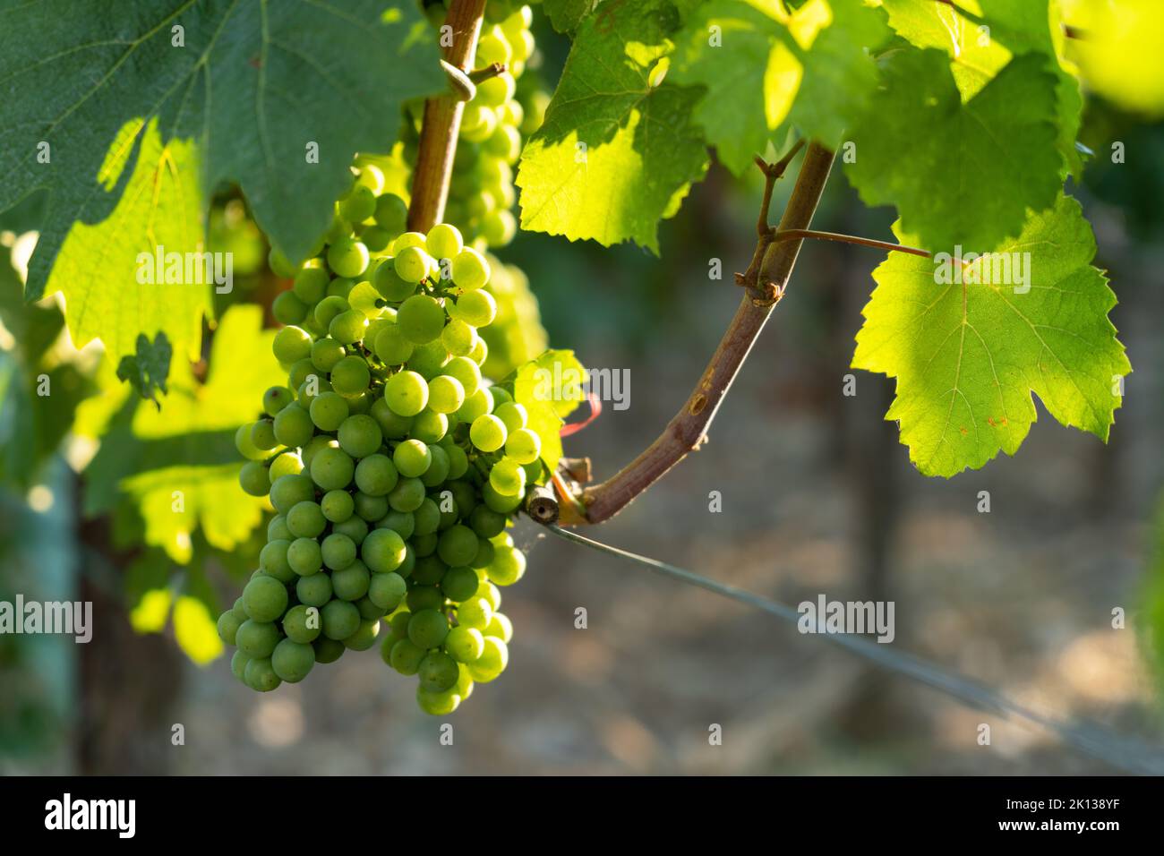 Summer season in the vineyards of Franciacorta in Brescia province, Lombardy district, Italy, Europe. Stock Photo