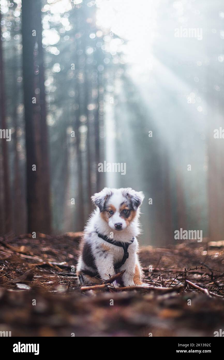 Cute Blue merle puppy, Australian Shepherd walking with his master in the woods and morning light with fog and sunlight in the background. Stock Photo