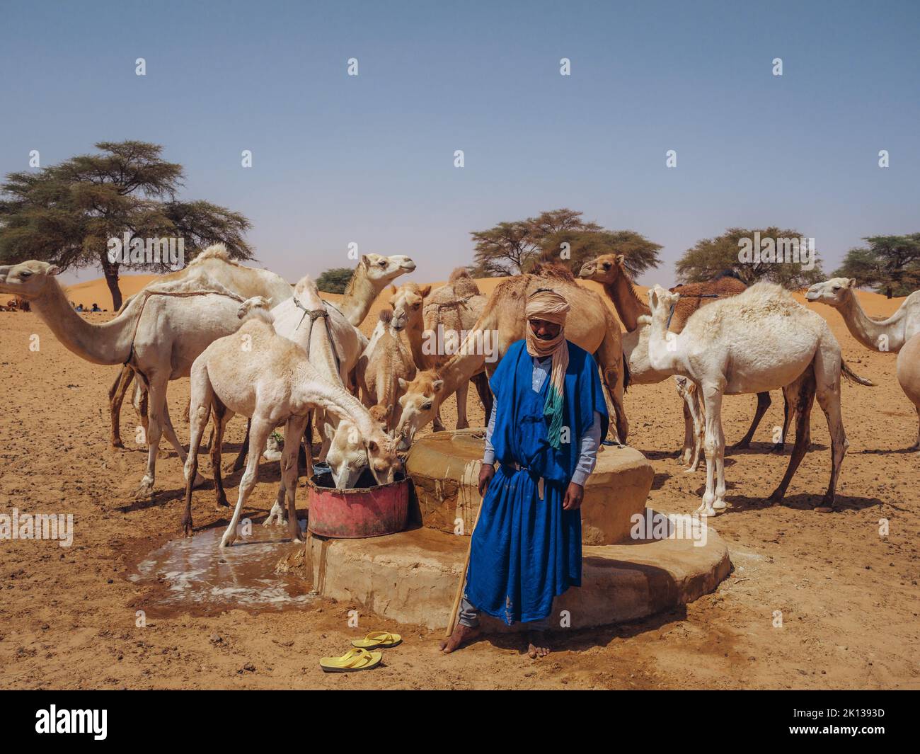 A worker with dromedaries, taking water out of a well in a village between Nouakchott and Tidjikdja, Mauritania, Sahara, West Africa, Africa Stock Photo