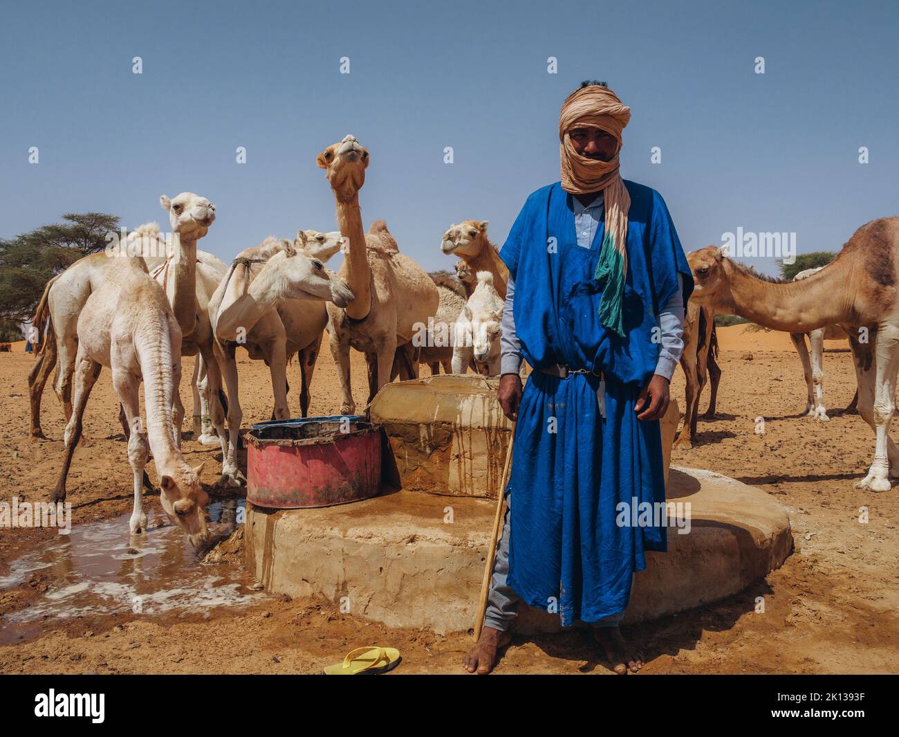 A worker with his dromedaries, taking water out of a well in a village between Nouakchott and Tidjikdja, Mauritania, Sahara, West Africa, Africa Stock Photo